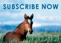 Subscribe to the Australian Stud Book Web Site